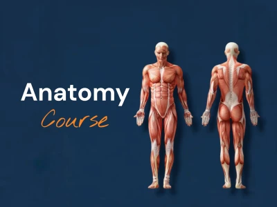 Anatomy